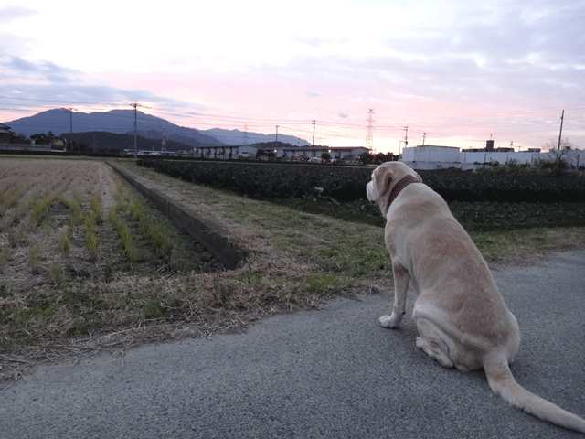 株式会社日食　愛犬ナナ　ゴールデン　ラブラドール　レトリバー　お散歩