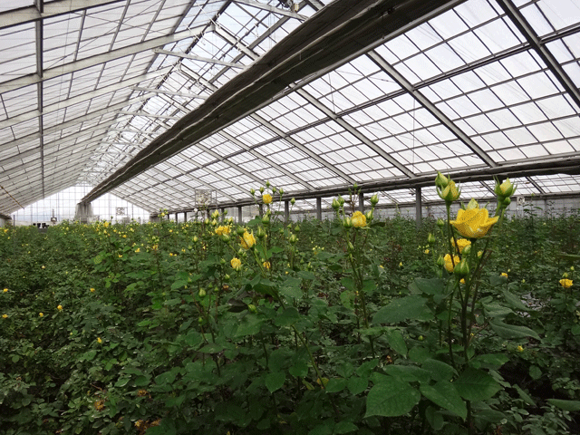 株式会社日食　佐藤バラ園　佐藤寿　大分県杵築市山香町大字野原