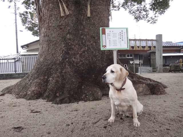 株式会社日食　愛犬ナナ　ゴールデン　ラブラドール　レトリバー　お散歩