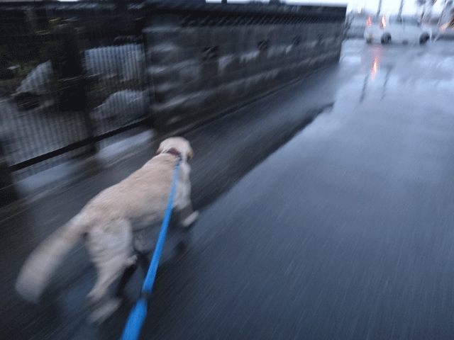 株式会社日食　愛犬ナナ　ゴールデン　ラブラドール　レトリバー　お散歩