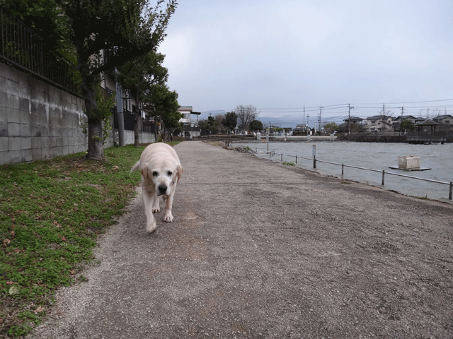 株式会社日食　愛犬ナナ　ゴールデン　ラブラドール　レトリバー　お散歩