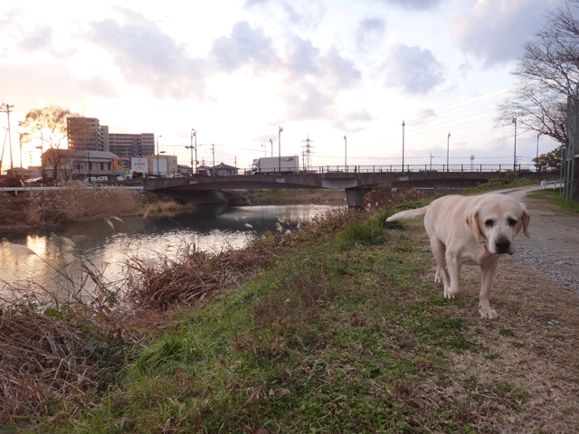 株式会社日食　愛犬ナナ　ゴールデン　ラブラドール　レトリバー　お散歩