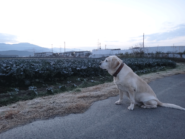 株式会社日食　愛犬ナナ　ゴールデン　ラブラドール　レトリバー　お散歩