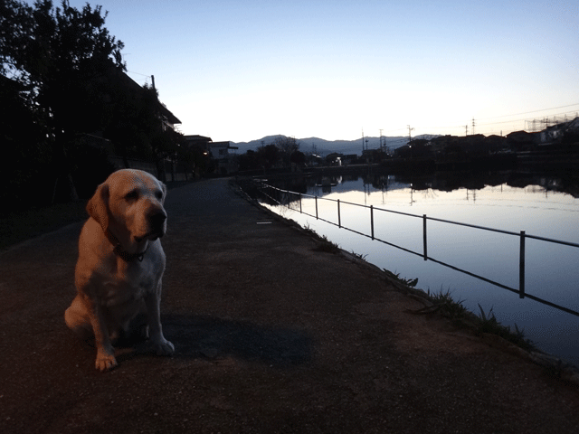 株式会社日食　愛犬ナナ　ゴールデン　ラブラドール　レトリバー　お散歩