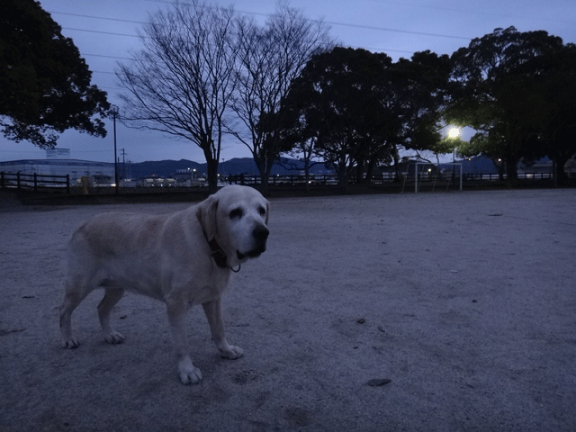 株式会社日食　愛犬ナナ　ゴールデン　ラブラドール　レトリバー　お散歩