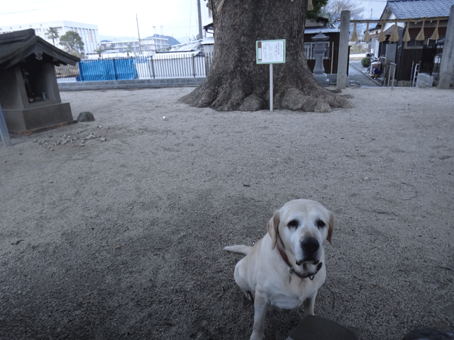 株式会社日食　愛犬ナナ　ゴールデン　ラブラドール　レトリバー　お散歩