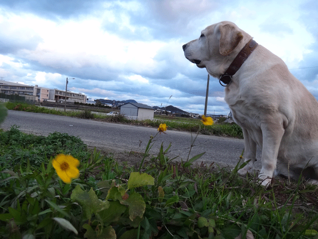 株式会社日食　愛犬ナナ　ゴールデン　ラブラドール　レトリバー　お散歩