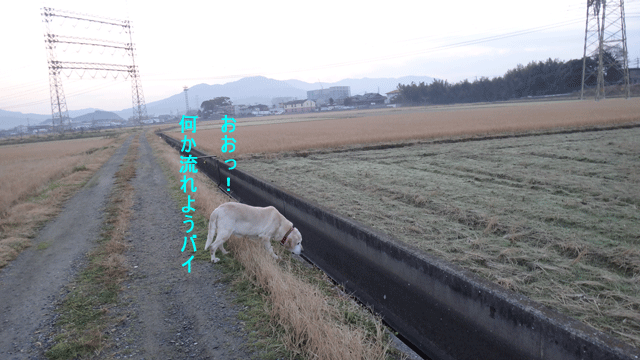 株式会社日食　愛犬ナナ　ゴールデン　ラブラドール　レトリバー　お散歩