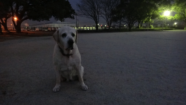 株式会社日食　愛犬ナナ　ゴールデン　ラブラドール　レトリバー　お散歩