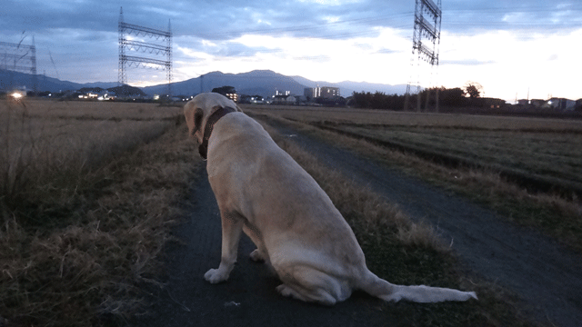 株式会社日食　愛犬ナナ　ゴールデン　ラブラドール　レトリバー　お散歩