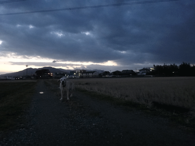 株式会社日食　愛犬ナナ　ゴールデン　ラブラドール　レトリバー　お散歩