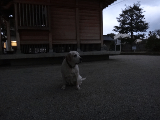 株式会社日食　愛犬ナナ　ゴールデン　ラブラドール　レトリバー　お散歩