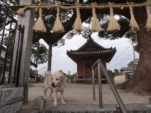 株式会社日食　愛犬ナナ　ゴールデン　ラブラドール　レトリバー　お散歩