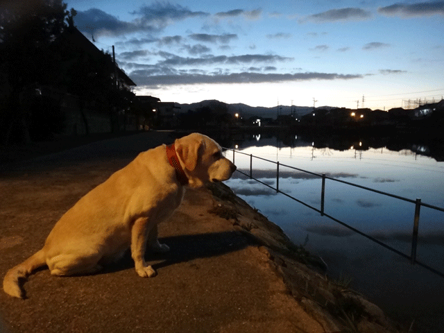 株式会社日食　愛犬ナナ　ゴールデン　ラブラドール　レトリバー　お散歩