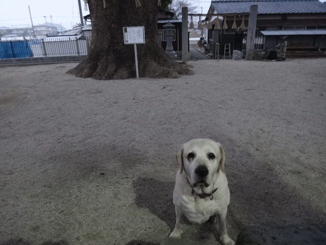 株式会社日食　愛犬ナナ　ゴールデン　ラブラドール　レトリバー　お散歩