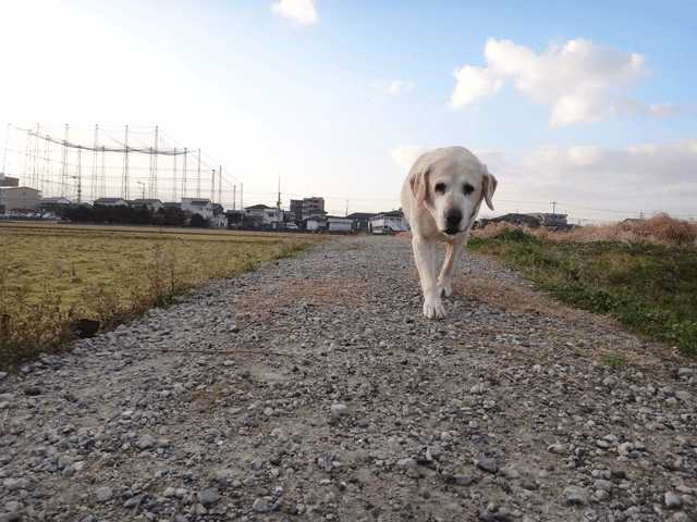 株式会社日食　愛犬ナナ　ゴールデン　ラブラドール　レトリバー　お散歩