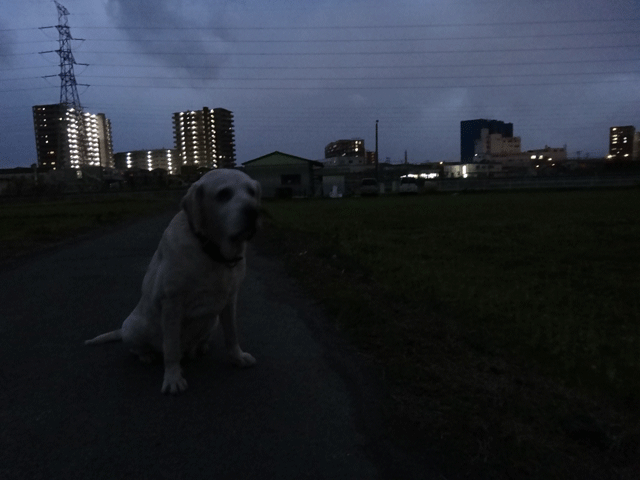 株式会社日食　愛犬ナナ　ゴールデン　ラブラドール　レトリバー　お散歩