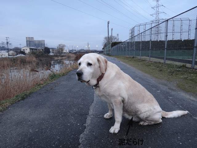 株式会社日食　愛犬ナナ　ゴールデン　ラブラドール　レトリバー　お散歩