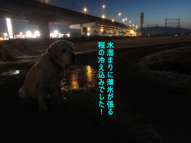 株式会社日食　愛犬ナナ　ゴールデン　ラブラドール　レトリバー　お散歩