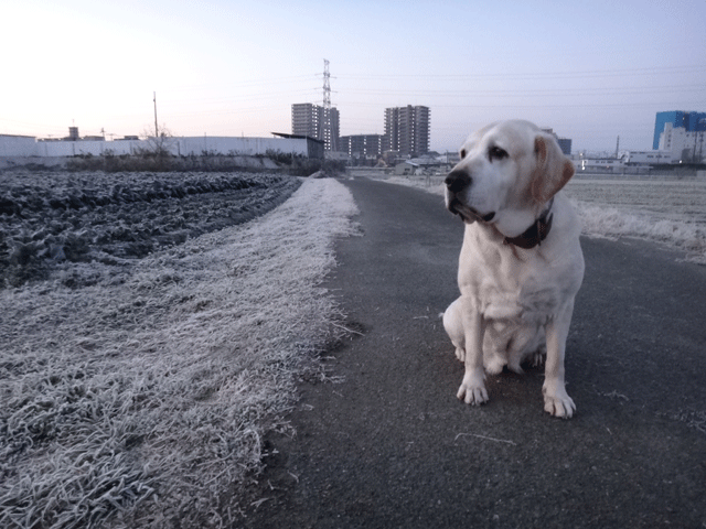 株式会社日食　愛犬ナナ　ゴールデン　ラブラドール　レトリバー　お散歩