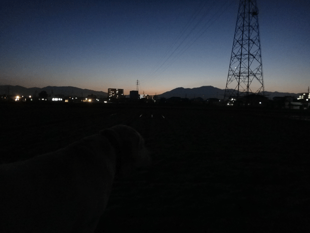 株式会社日食　愛犬ナナ　ゴールデン　ラブラドール　レトリバー　お散歩