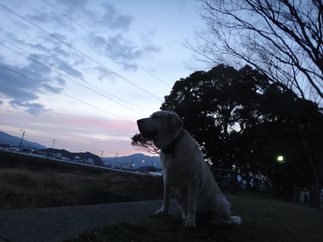 株式会社日食　愛犬ナナ　ゴールデン　ラブラドール　レトリバー　お散歩