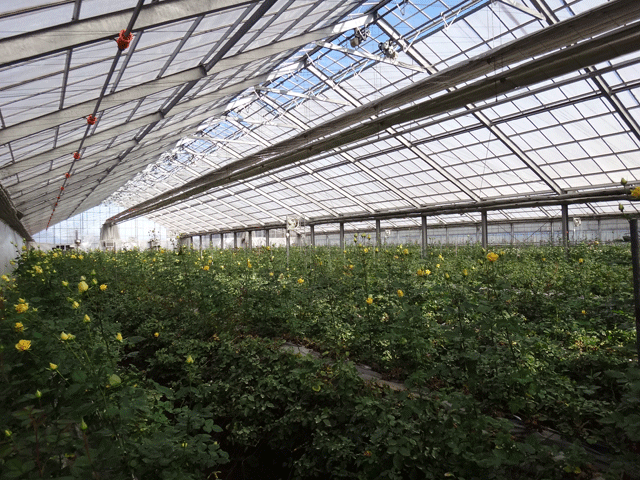 株式会社日食　佐藤バラ園　佐藤寿　大分県杵築市山香町大字野原