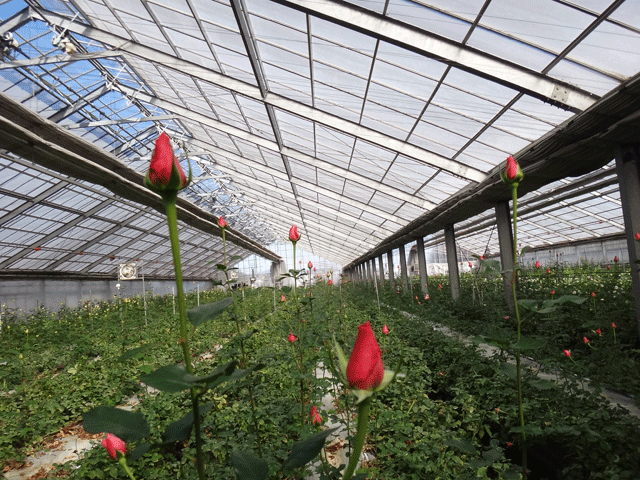 株式会社日食　佐藤バラ園　佐藤寿　大分県杵築市山香町大字野原