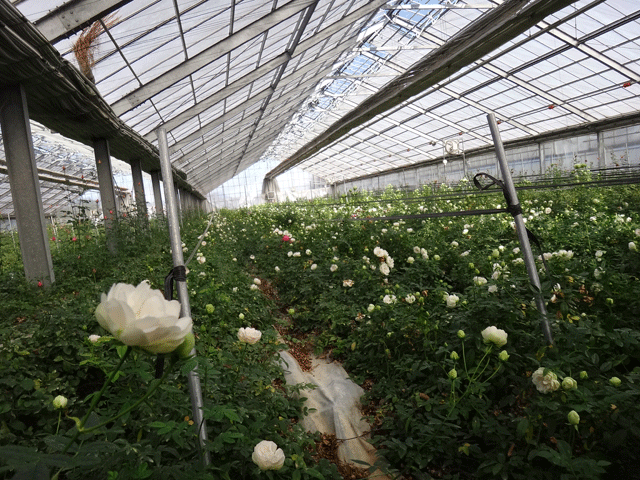 株式会社日食　佐藤バラ園　佐藤寿　大分県杵築市山香町大字野原