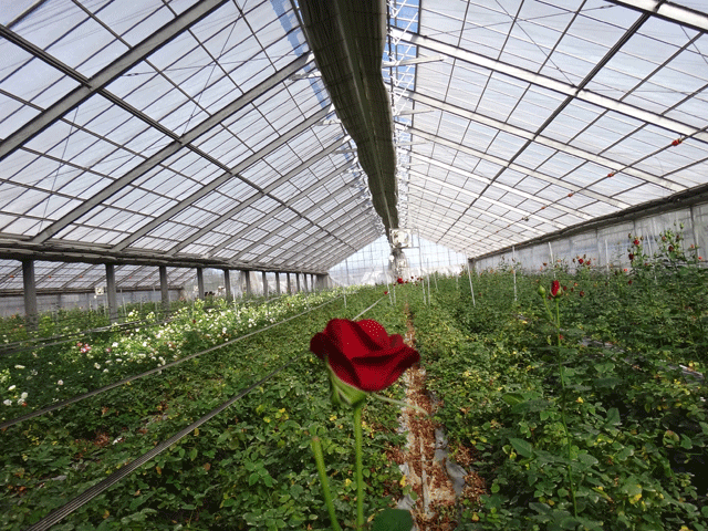 株式会社日食　佐藤バラ園　佐藤寿　大分県杵築市山香町大字野原