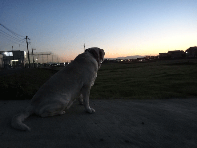 株式会社日食　愛犬ナナ　ゴールデン　ラブラドール　レトリバー　お散歩