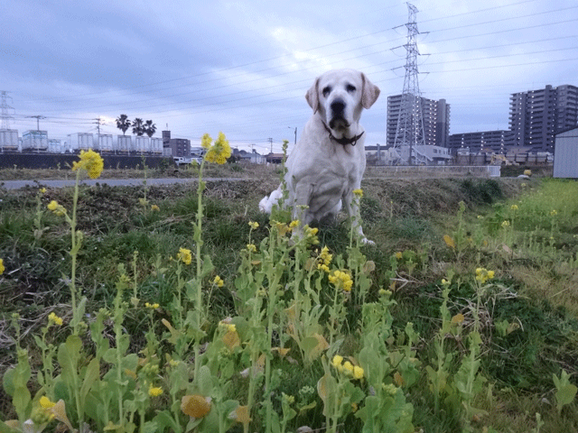 株式会社日食　愛犬ナナ　ゴールデン　ラブラドール　レトリバー　お散歩