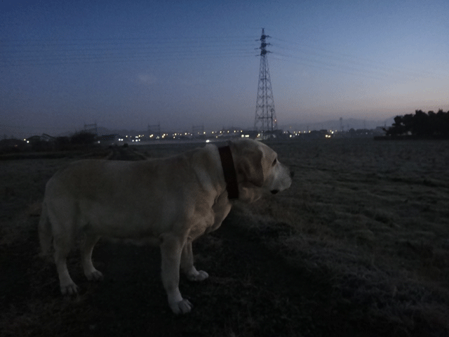 株式会社日食　愛犬ナナ　ゴールデン　ラブラドール　レトリバー　お散歩