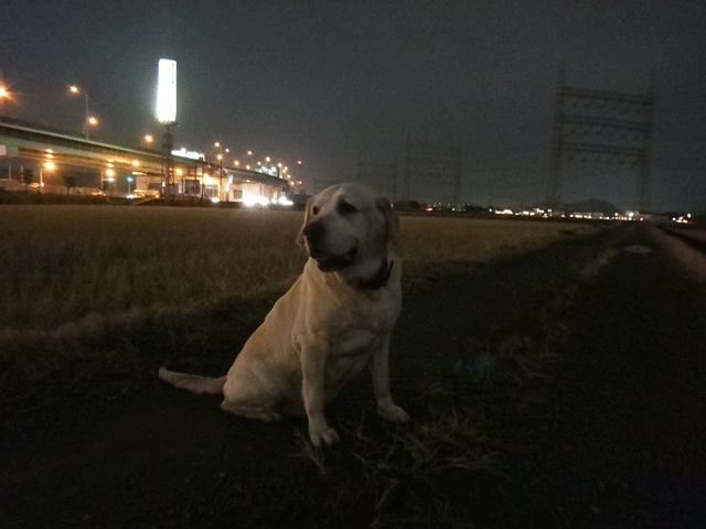 株式会社日食　愛犬ナナ　ゴールデン　ラブラドール　レトリバー　お散歩