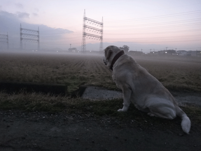 株式会社日食　愛犬ナナ　ゴールデン　ラブラドール　レトリバー　お散歩