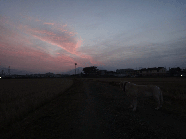 株式会社日食　愛犬ナナ　ゴールデン　ラブラドール　レトリバー　お散歩