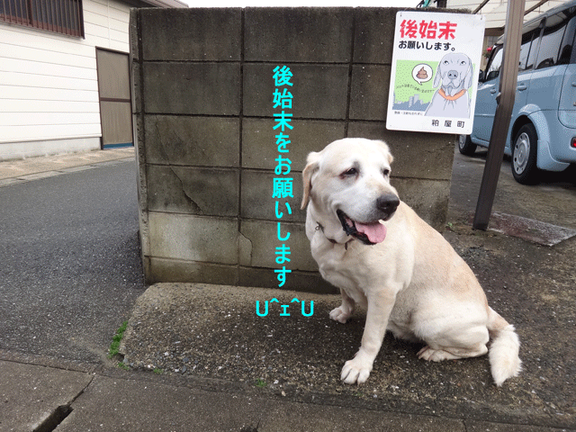 株式会社日食　愛犬ナナ　ゴールデン　ラブラドール　レトリバー　お散歩