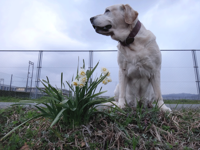 株式会社日食　愛犬ナナ　ゴールデン　ラブラドール　レトリバー　お散歩　水仙