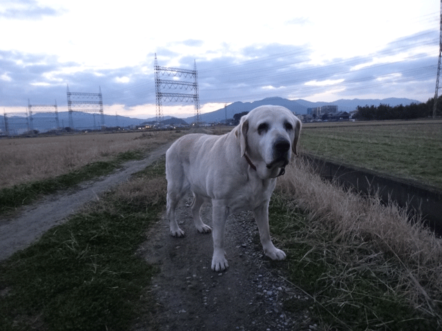 株式会社日食　愛犬ナナ　ゴールデン　ラブラドール　レトリバー　お散歩