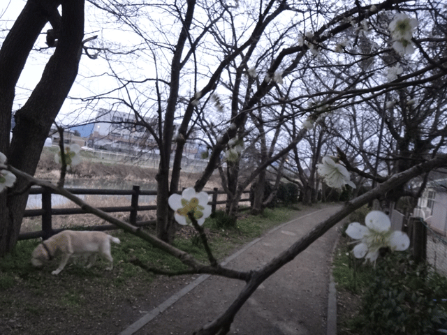 株式会社日食　愛犬ナナ　ゴールデン　ラブラドール　レトリバー　お散歩　梅の花