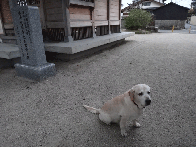 株式会社日食　愛犬ナナ　ゴールデン　ラブラドール　レトリバー　お散歩