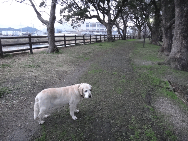 株式会社日食　愛犬ナナ　ゴールデン　ラブラドール　レトリバー　お散歩