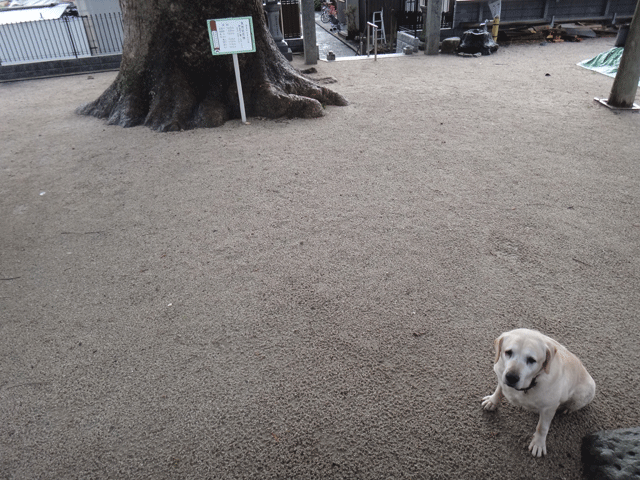 株式会社日食　愛犬ナナ　ゴールデン　ラブラドール　レトリバー　お散歩