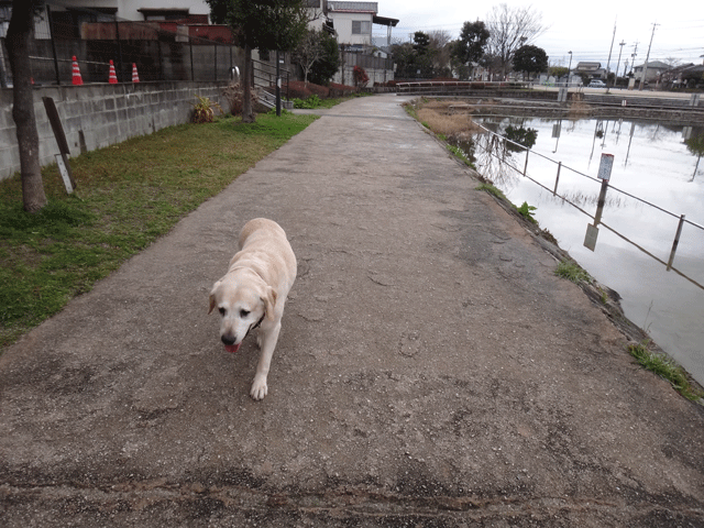 株式会社日食　愛犬ナナ　ゴールデン　ラブラドール　レトリバー　お散歩