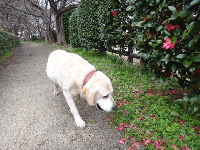 株式会社日食　愛犬ナナ　ゴールデン　ラブラドール　レトリバー　お散歩