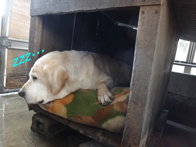 株式会社日食　愛犬ナナ　ゴールデン　ラブラドール　レトリバー　犬小屋　毛布