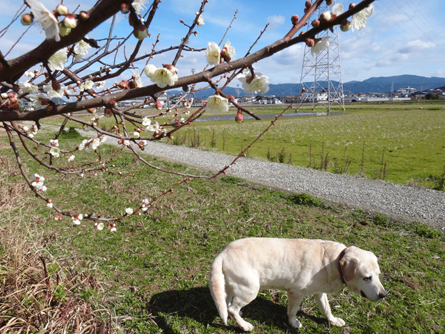 株式会社日食　愛犬ナナ　ゴールデン　ラブラドール　レトリバー　お散歩　梅の花