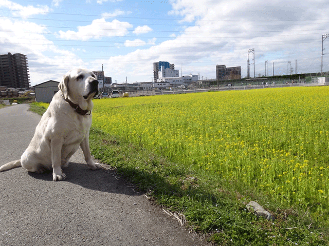 株式会社日食　愛犬ナナ　ゴールデン　ラブラドール　レトリバー　お散歩