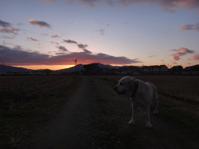 株式会社日食　愛犬ナナ　ゴールデン　ラブラドール　レトリバー