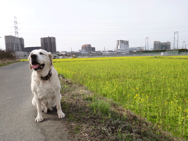 株式会社日食　愛犬ナナ　ゴールデン　ラブラドール　レトリバー　お散歩　菜の花